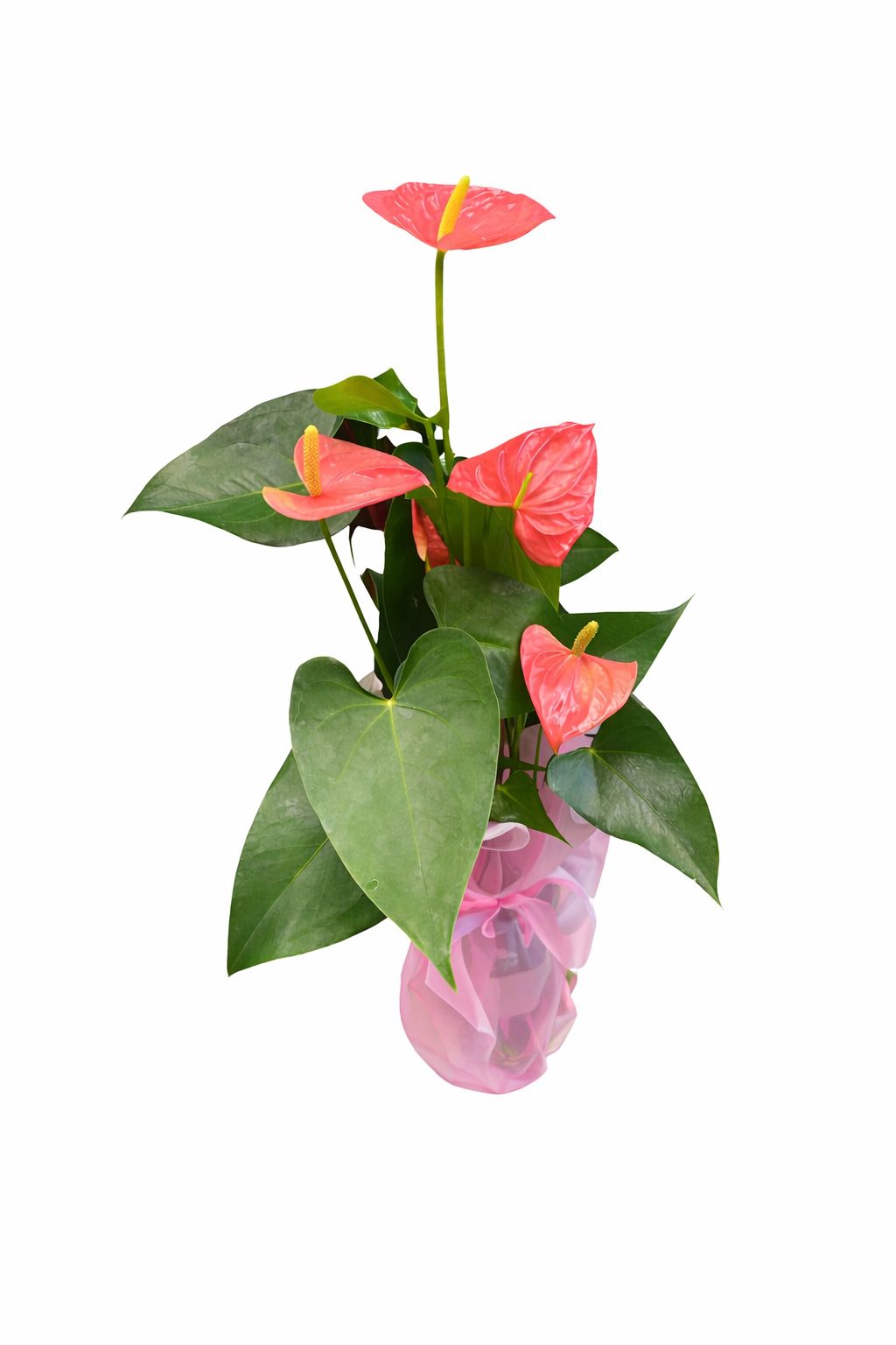 pembe antoryum