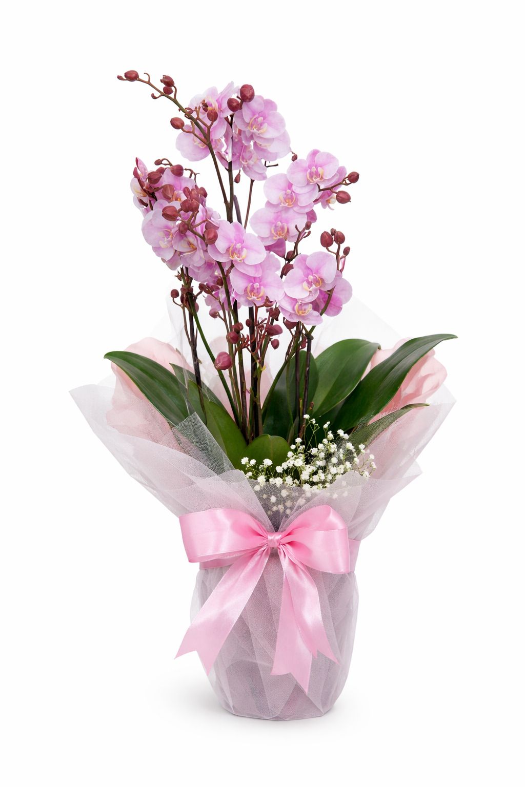 opti-flor premium çok dallı orkide