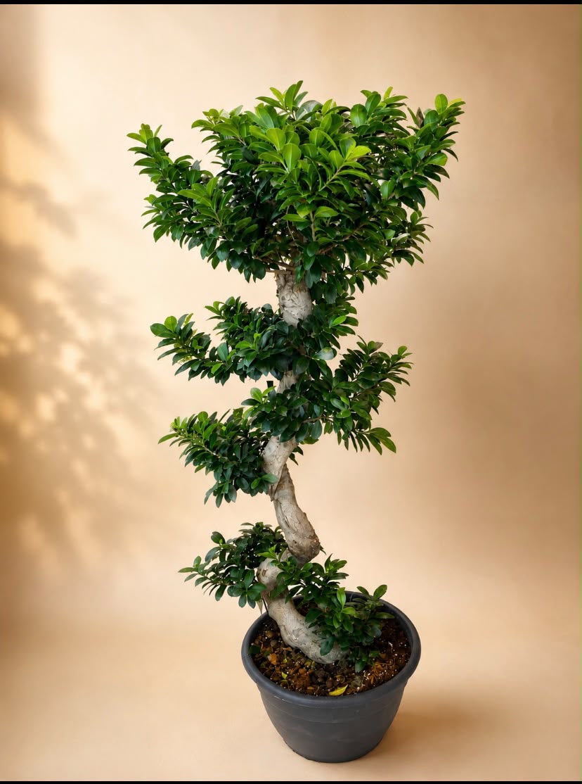 1.50CM BOYUNDA SALON BONZAİ