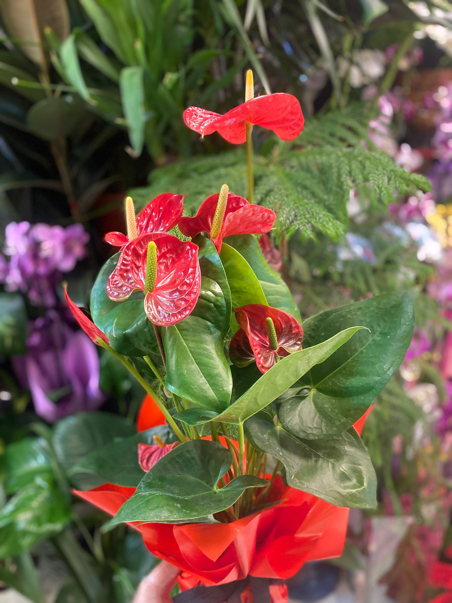 Antoryum Red
