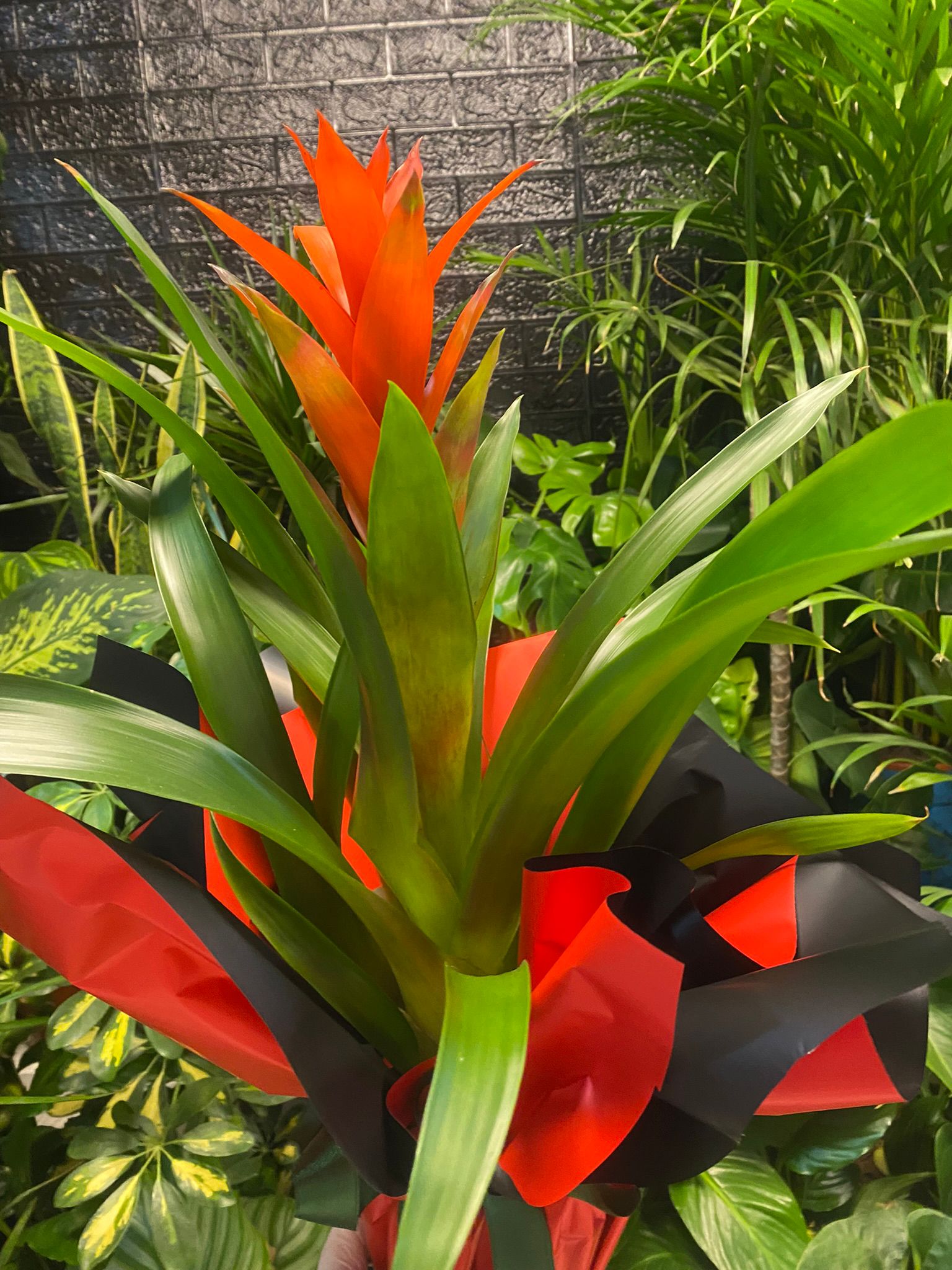 Guzmania 